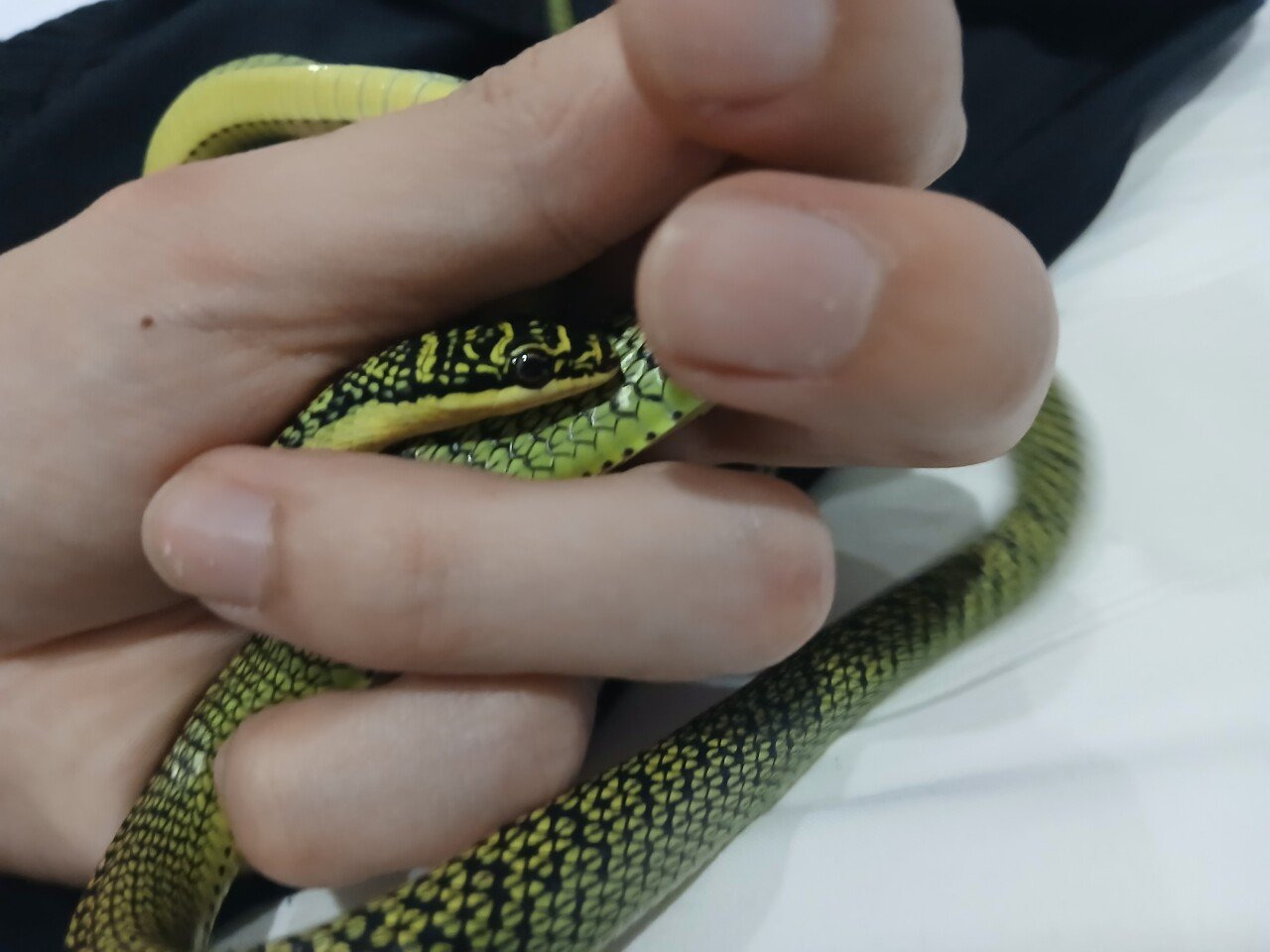 파충류, 벌레 주의) 해외여행 가서 뱀을 찾는 남자 | 인스티즈