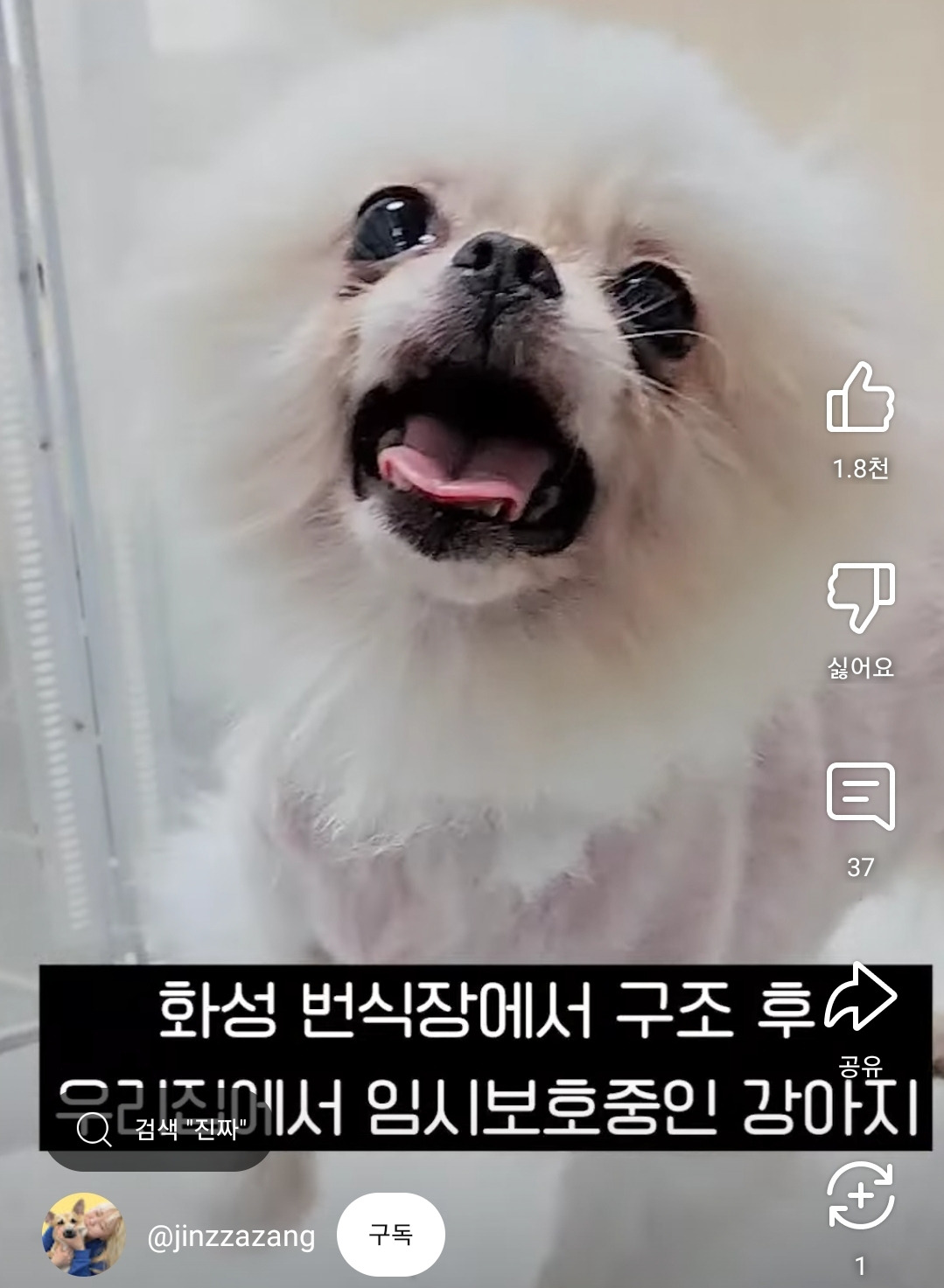 임보가 어려운 강아지들만 골라서 임보하는 유튜버 | 인스티즈