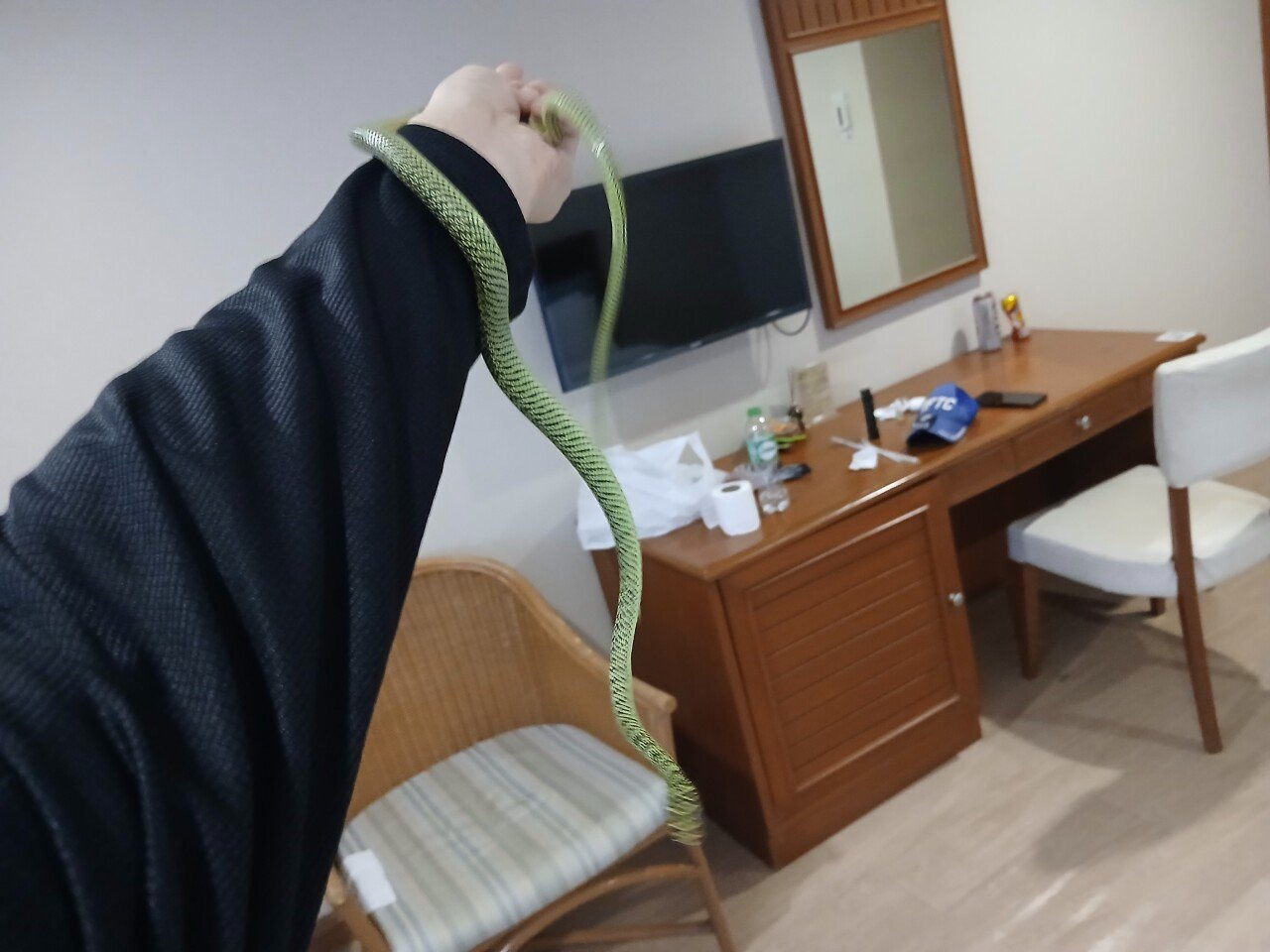 파충류, 벌레 주의) 해외여행 가서 뱀을 찾는 남자 | 인스티즈