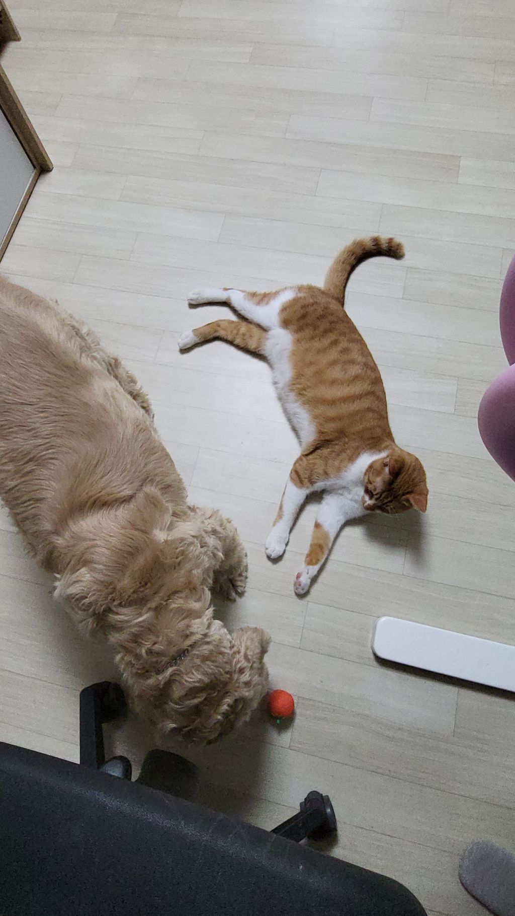 여시 홍보글보고 성묘 입양한 후기 (?)찝니다 | 인스티즈