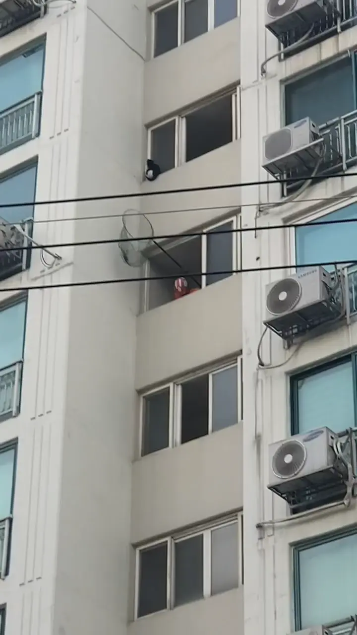  어제자 119구급대의 고양이 구조 현장