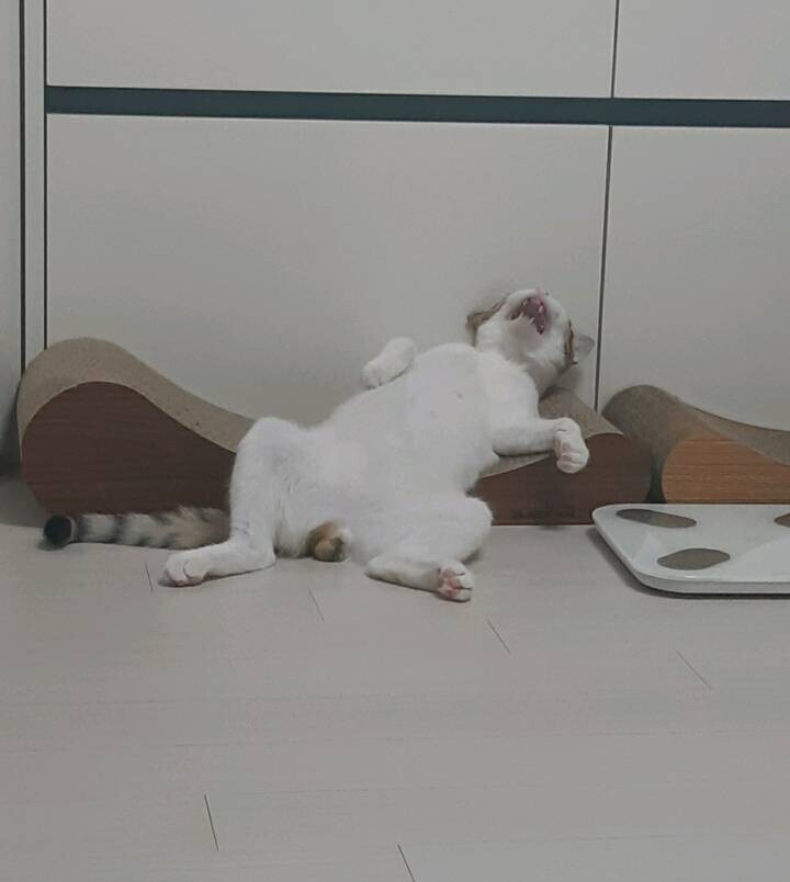 신뢰도 높은 고양이 스크래쳐 리뷰 .jpg | 인스티즈