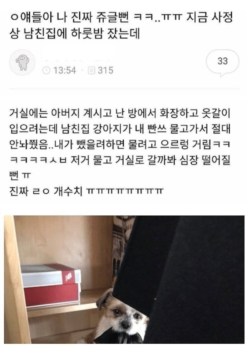  남친집 강아지가 팬티 물어감