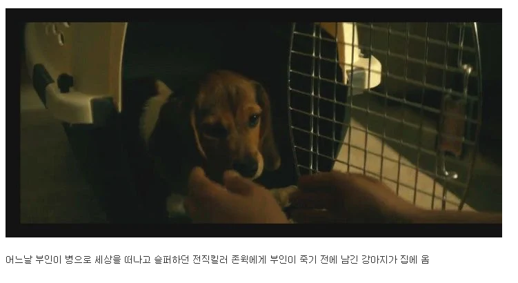  반려견 죽인새끼 복수하려고 사람 100명 죽이는 영화.JPG
