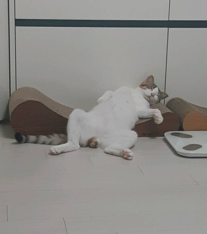 신뢰도 높은 고양이 스크래쳐 리뷰 .jpg | 인스티즈