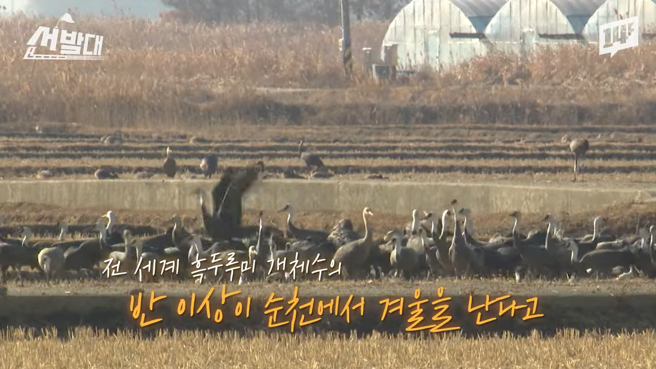 순천이 전봇대 수백 개를 뽑아버린 이유 | 인스티즈