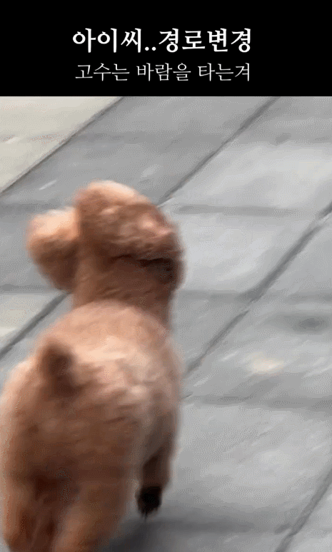  강풍에 급경로 바꾸는 강아지 ㅋㅋㅋㅋㅋㅋㅋ.gif2