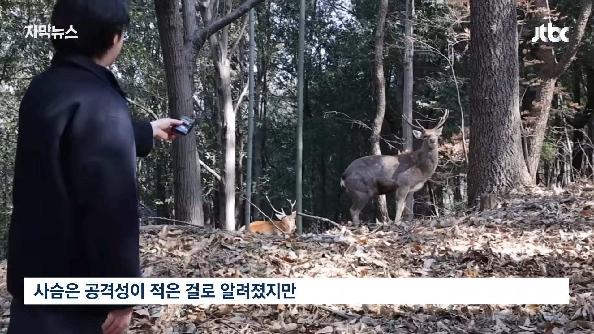 사슴 떼가 출몰했던 순천 근황 | 인스티즈