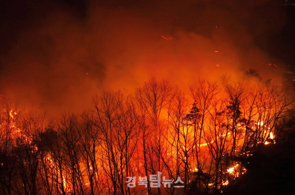 일주일간 쑥대밭 만든 산불 용의자는 대구거주 50대 남자 | 인스티즈