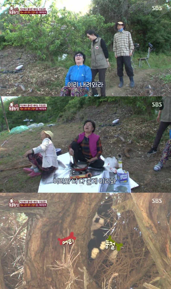 [동물농장] 10m 나무 위에 사는 고양이와 할머니들.jpg | 인스티즈