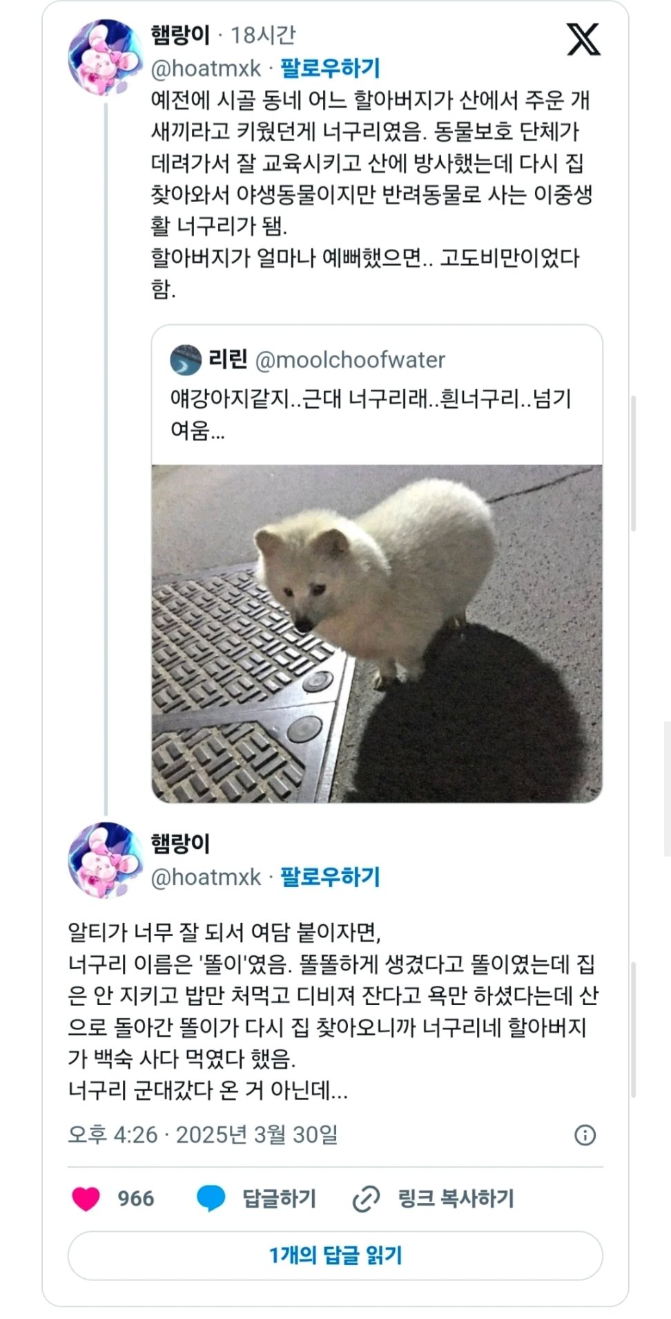 시골 할아버지가 산에서 주워온 강아지 | 인스티즈