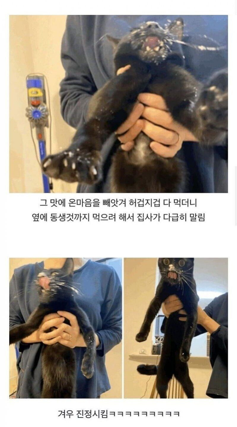 처음으로 고양이용 케이크 먹어본 고양이.jpg | 인스티즈