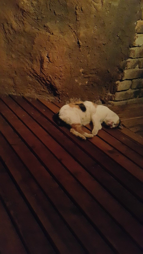 2016년 동물농장 출연했던 찜질방 고양이 나비 근황...JPG | 인스티즈