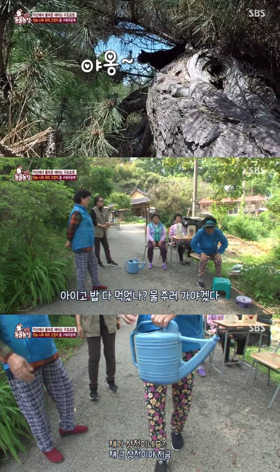 [동물농장] 10m 나무 위에 사는 고양이와 할머니들.jpg | 인스티즈