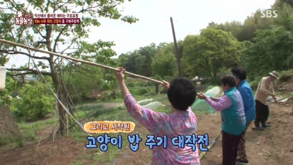 [동물농장] 10m 나무 위에 사는 고양이와 할머니들.jpg | 인스티즈