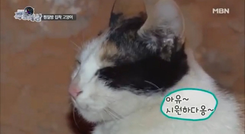 2016년 동물농장 출연했던 찜질방 고양이 나비 근황...JPG | 인스티즈