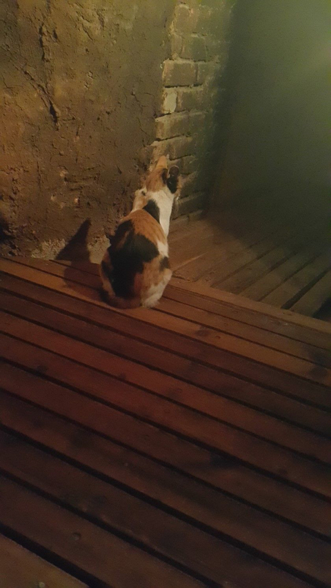 2016년 동물농장 출연했던 찜질방 고양이 나비 근황...JPG | 인스티즈