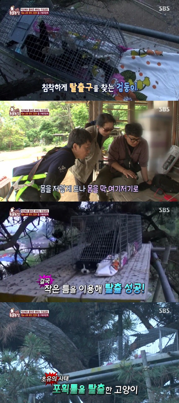 [동물농장] 10m 나무 위에 사는 고양이와 할머니들.jpg | 인스티즈