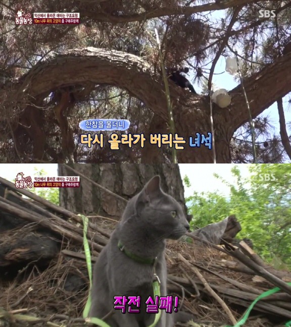 [동물농장] 10m 나무 위에 사는 고양이와 할머니들.jpg | 인스티즈