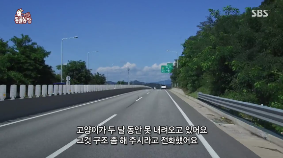 [동물농장] 10m 나무 위에 사는 고양이와 할머니들.jpg | 인스티즈