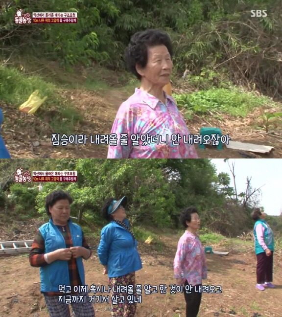 [동물농장] 10m 나무 위에 사는 고양이와 할머니들.jpg | 인스티즈