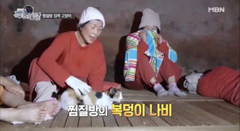 2016년 동물농장 출연했던 찜질방 고양이 나비 근황...JPG | 인스티즈