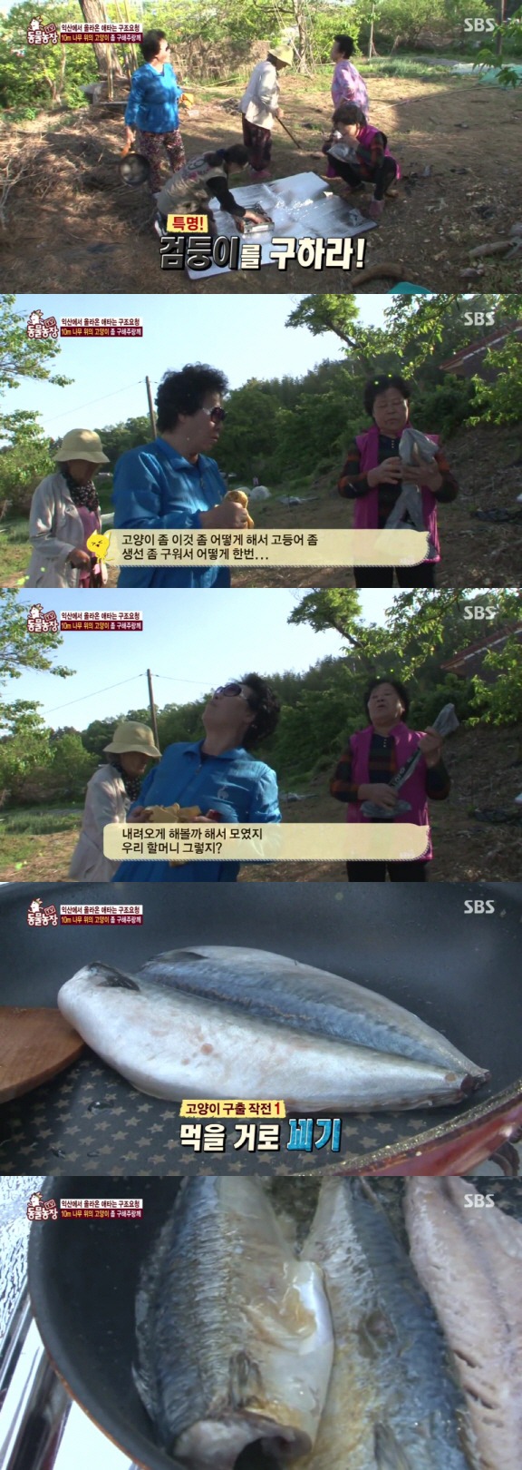 [동물농장] 10m 나무 위에 사는 고양이와 할머니들.jpg | 인스티즈