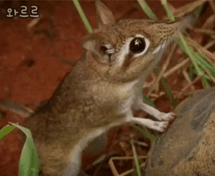 코끼리땃쥐.jpgif | 인스티즈