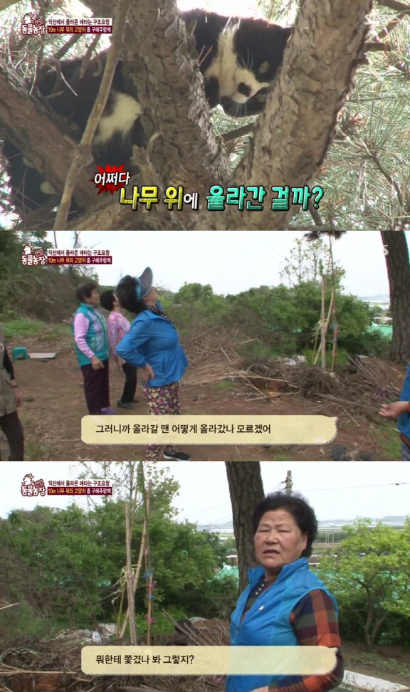 [동물농장] 10m 나무 위에 사는 고양이와 할머니들.jpg | 인스티즈