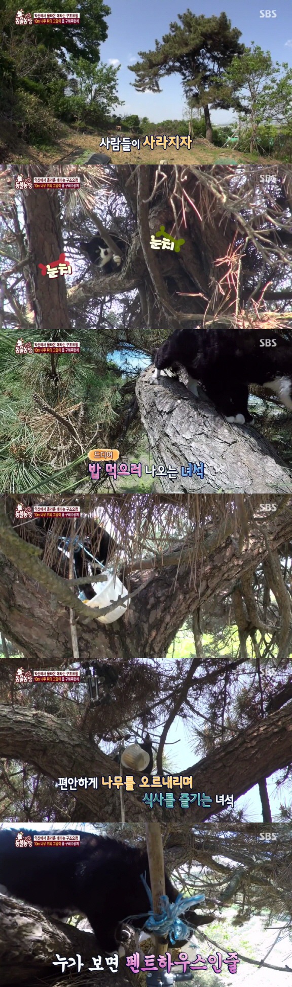 [동물농장] 10m 나무 위에 사는 고양이와 할머니들.jpg | 인스티즈