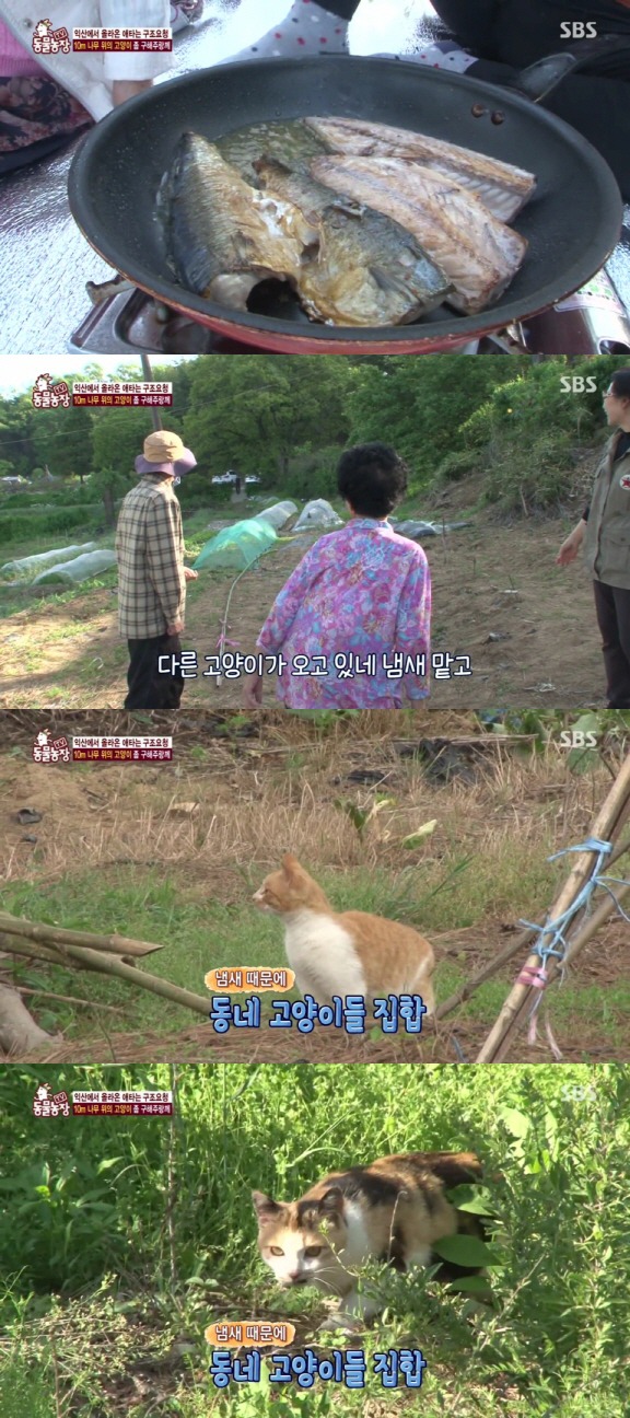 [동물농장] 10m 나무 위에 사는 고양이와 할머니들.jpg | 인스티즈