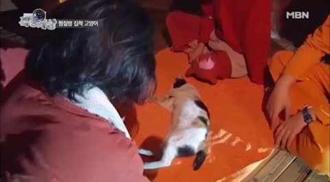 2016년 동물농장 출연했던 찜질방 고양이 나비 근황...JPG | 인스티즈