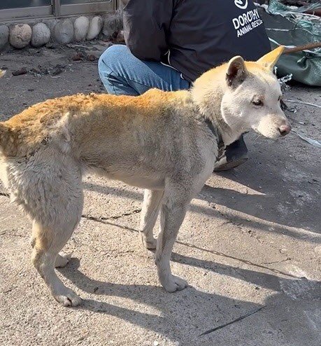 "여기 있음 죽어” 목줄 풀어줬는데…불탄 집에 돌아온 '대추' | 인스티즈