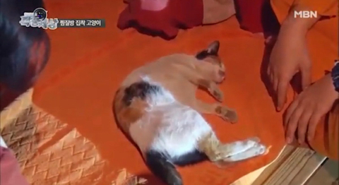 2016년 동물농장 출연했던 찜질방 고양이 나비 근황...JPG | 인스티즈