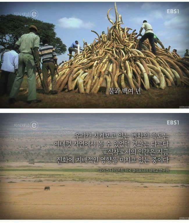 인간에 의해 진화하기 시작한 동물들.. | 인스티즈