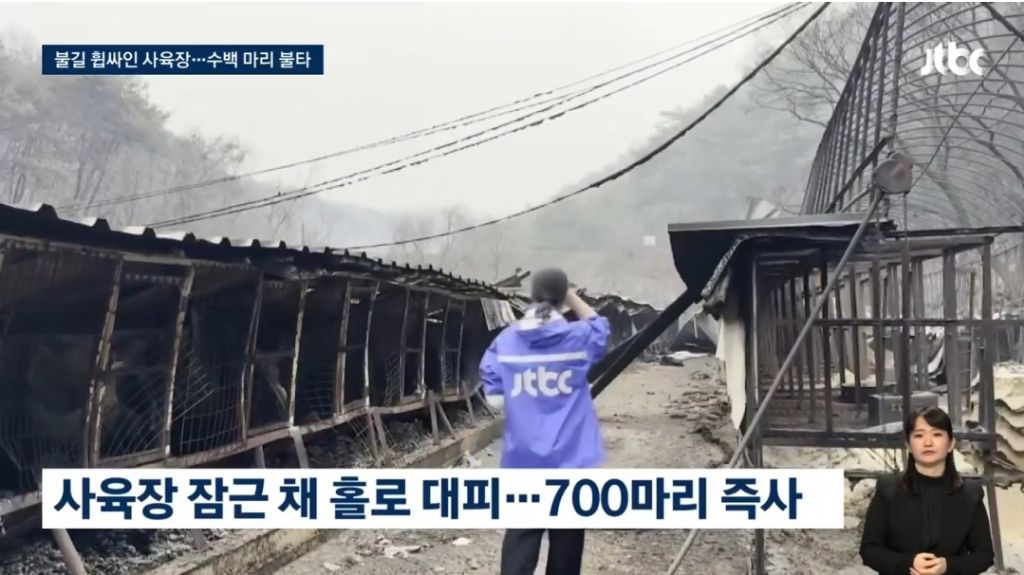 화마로 '700마리 즉사'한 개 사육장…주인은 홀로 대피 | 인스티즈