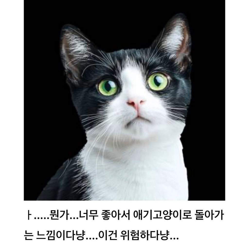 고양이 쓰다듬다가 갑자기 공격당하는 이유 | 인스티즈