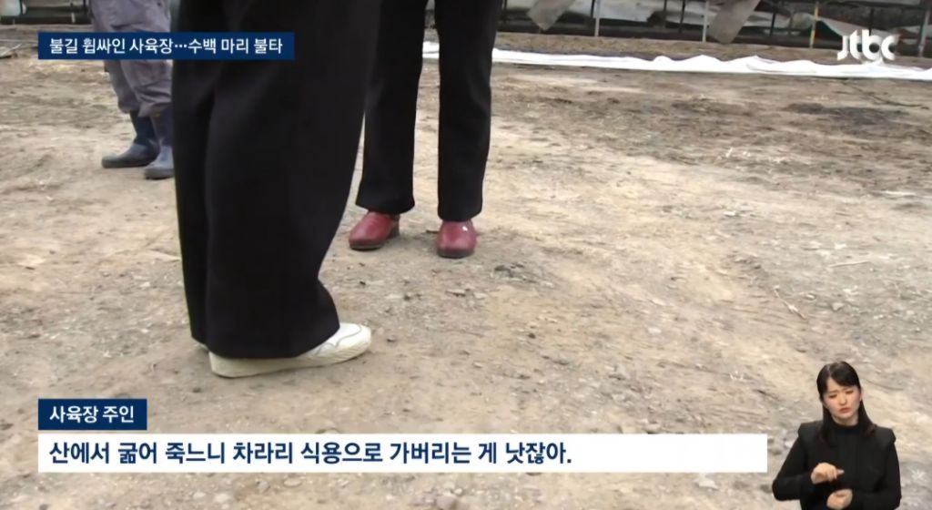 화마로 '700마리 즉사'한 개 사육장…주인은 홀로 대피 | 인스티즈