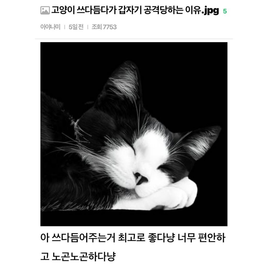 고양이 쓰다듬다가 갑자기 공격당하는 이유 | 인스티즈