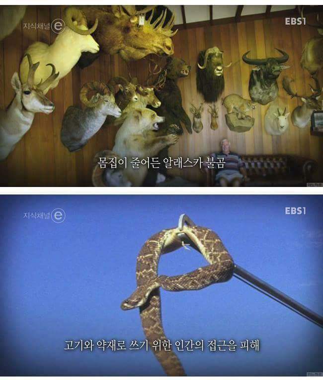 인간에 의해 진화하기 시작한 동물들.. | 인스티즈