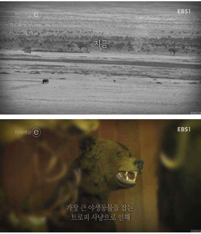 인간에 의해 진화하기 시작한 동물들.. | 인스티즈