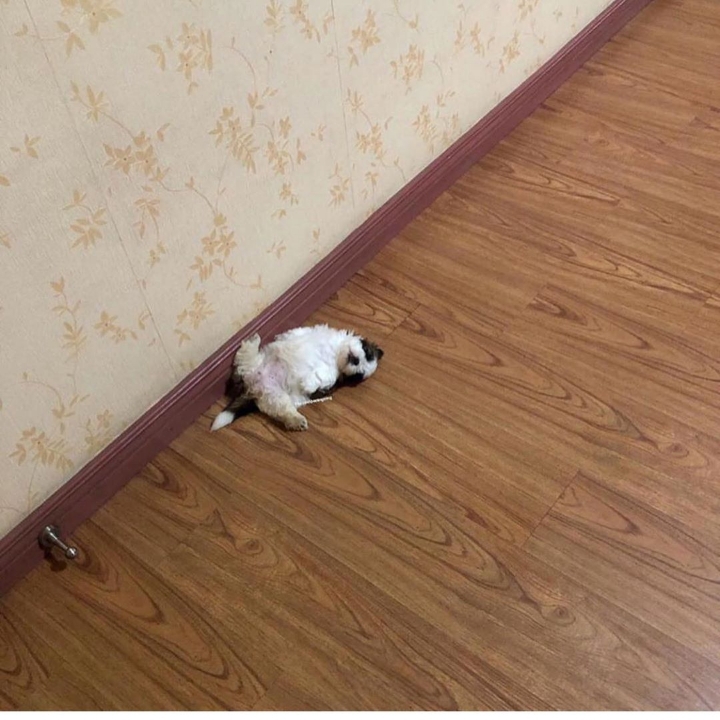 새끼 강아지때만 할 수 있다는 잠자는 자세를 맘껏 즐기는 갱얼쥐..⭐ .jpg | 인스티즈