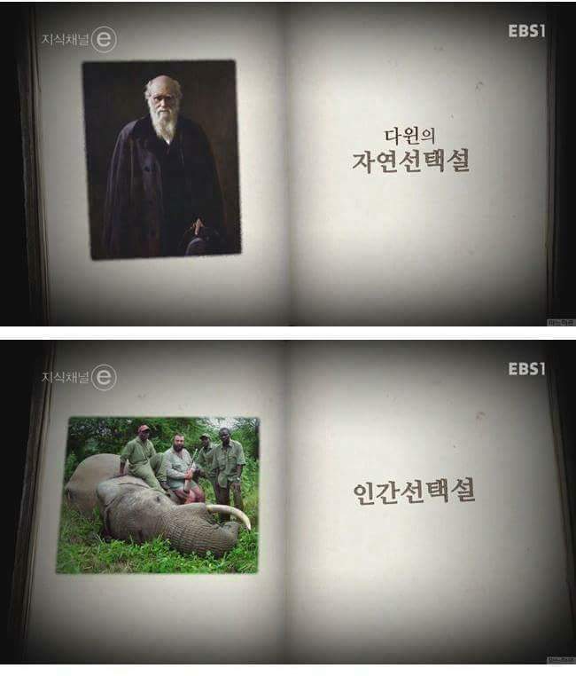 인간에 의해 진화하기 시작한 동물들.. | 인스티즈