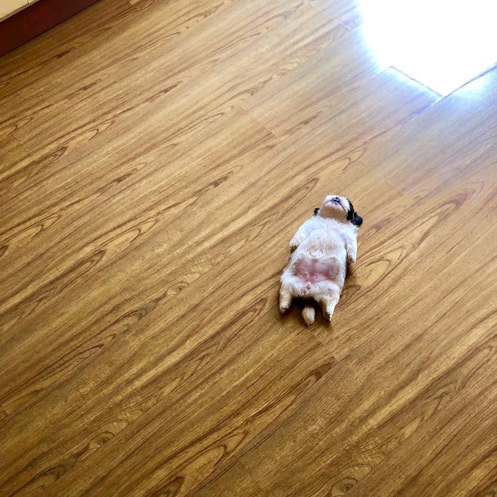 새끼 강아지때만 할 수 있다는 잠자는 자세를 맘껏 즐기는 갱얼쥐..⭐ .jpg | 인스티즈