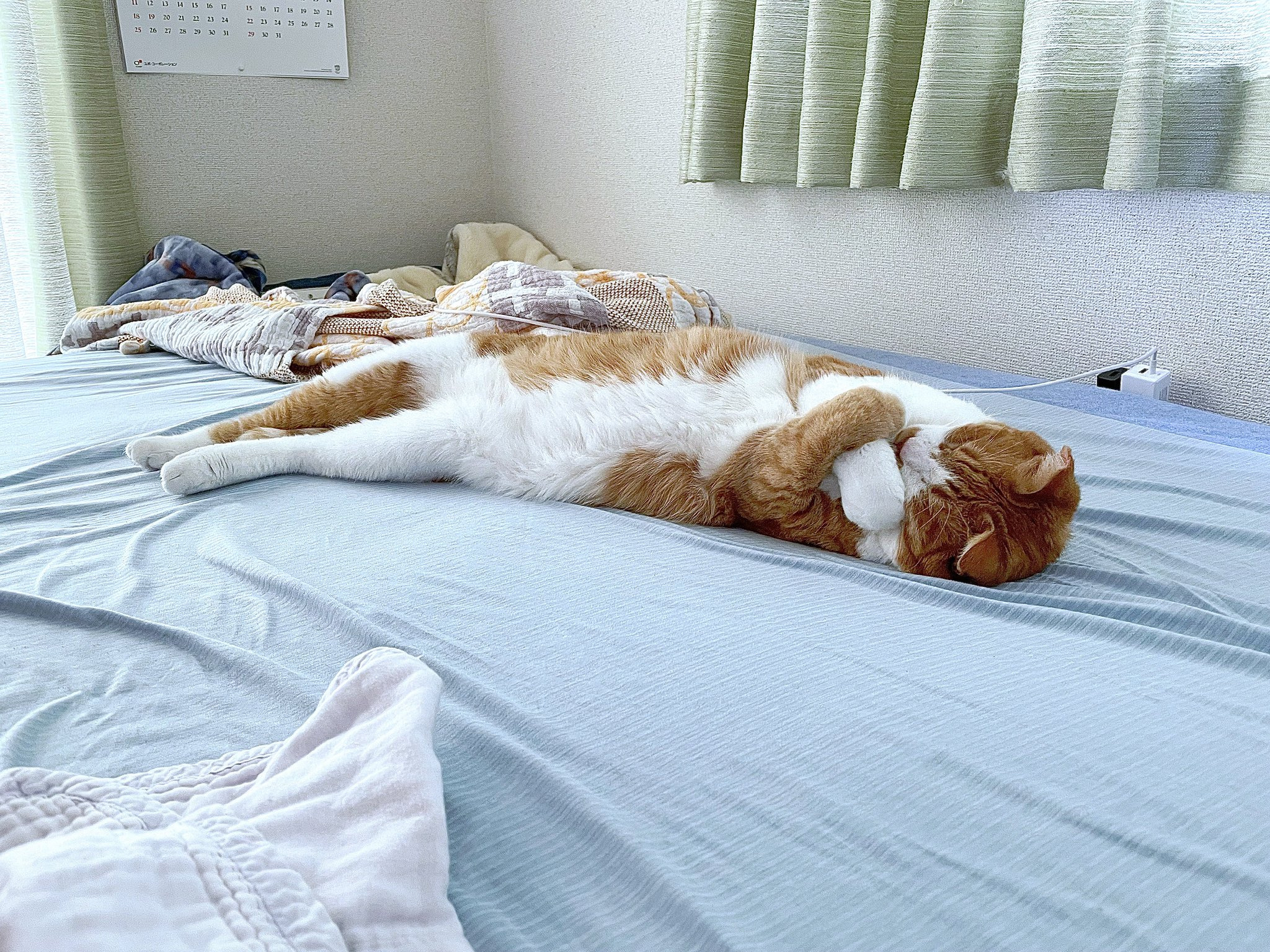  파라오 자세로 자는 고양이2