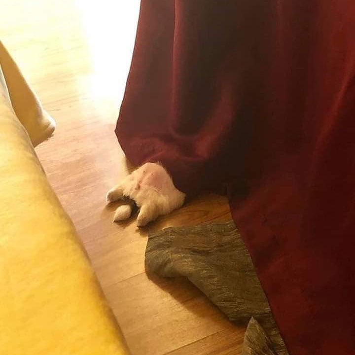 새끼 강아지때만 할 수 있다는 잠자는 자세를 맘껏 즐기는 갱얼쥐..⭐ .jpg | 인스티즈