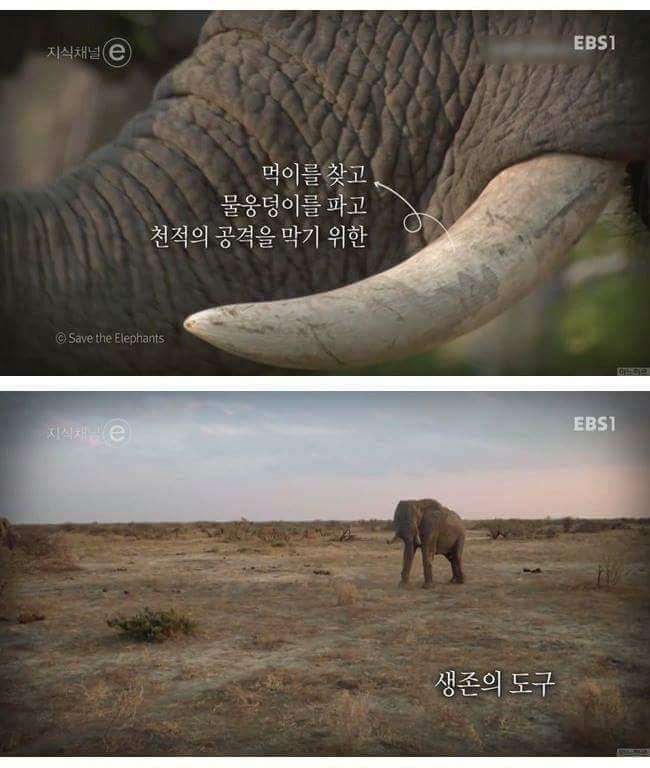 인간에 의해 진화하기 시작한 동물들.. | 인스티즈
