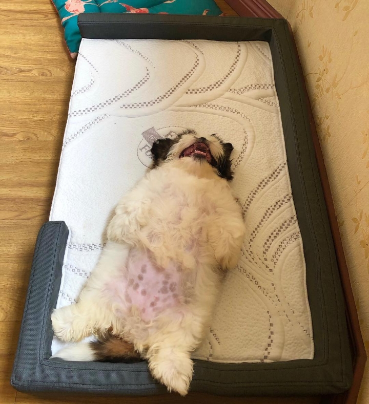 새끼 강아지때만 할 수 있다는 잠자는 자세를 맘껏 즐기는 갱얼쥐..⭐ .jpg | 인스티즈