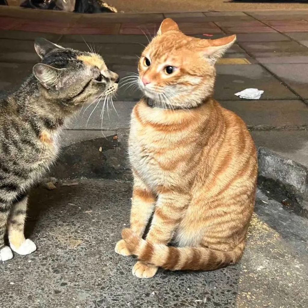  내 기준 올해 최고의 사진 ㅠㅠㅠㅠㅠ 우리학교 길냥이 여친 생겼어…5