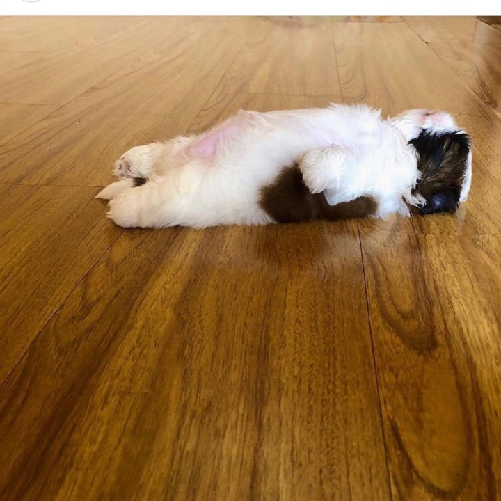 새끼 강아지때만 할 수 있다는 잠자는 자세를 맘껏 즐기는 갱얼쥐..⭐ .jpg | 인스티즈